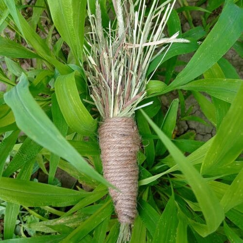 Carrot Toy