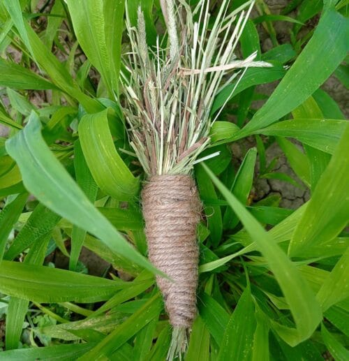 Carrot Toy