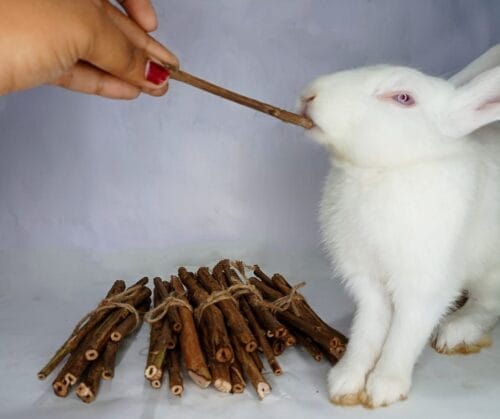 Organic Guava Sticks Pet Chew Toy for Rabbits/Guinea Pigs- set of 7 Sticks
