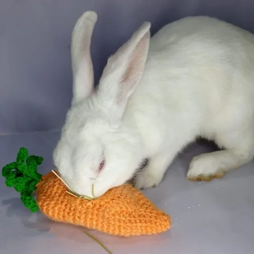 Carrot Hay Roller