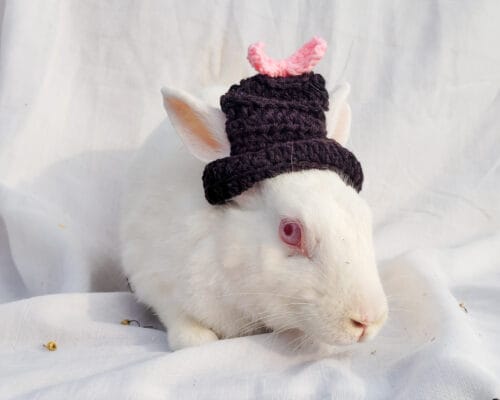 Mini hat Black With Pink bow