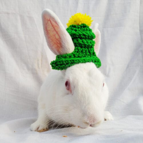 Mini Bini