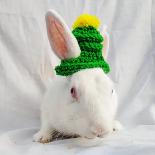 Mini Bini