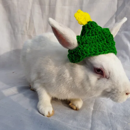 Christmas Tree Cap