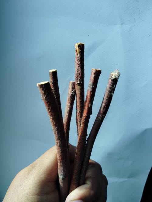 Apple Wood Chew Sticks – Natural Treat for Bunnies & Small Pets - Image 6