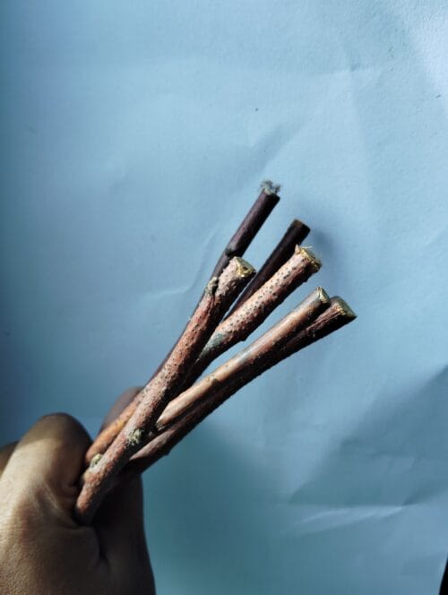 Apple Wood Chew Sticks – Natural Treat for Bunnies & Small Pets - Image 2