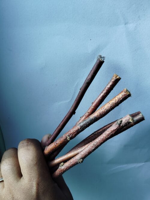 Apple Wood Chew Sticks – Natural Treat for Bunnies & Small Pets - Image 4