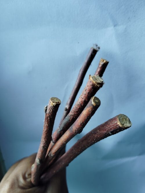 Apple Wood Chew Sticks – Natural Treat for Bunnies & Small Pets - Image 3