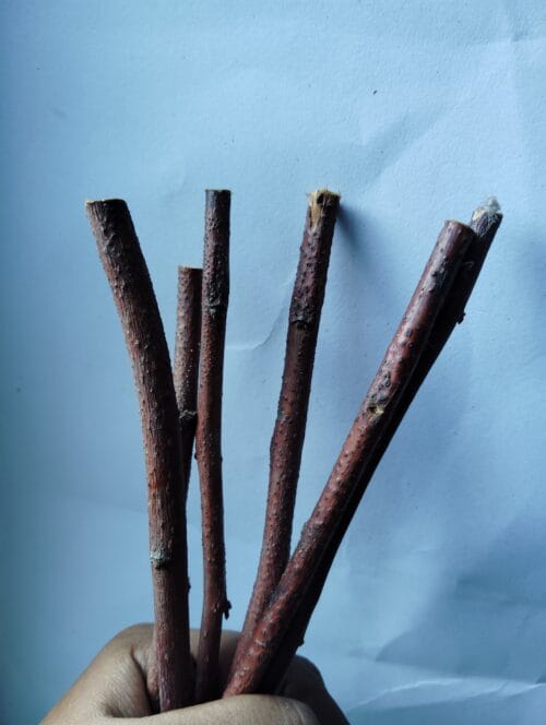 Apple Wood Chew Sticks – Natural Treat for Bunnies & Small Pets - Image 5