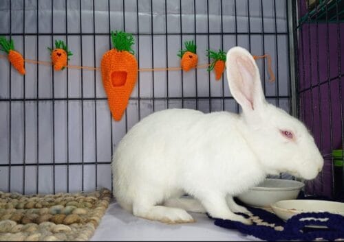 Handmade Crochet Carrot Garland - Bunny Cage Decor