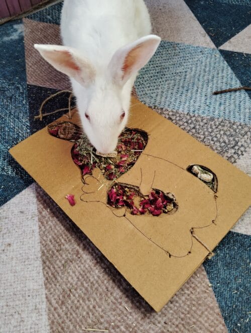 Bunny Grazing Tray – Foraging Fun & Enrichment - Image 7
