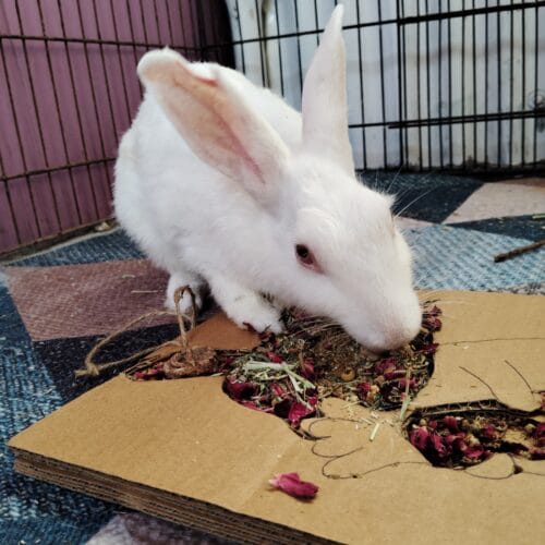 Bunny Grazing Tray – Foraging Fun & Enrichment