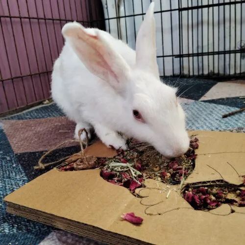 Bunny Grazing Tray – Foraging Fun & Enrichment