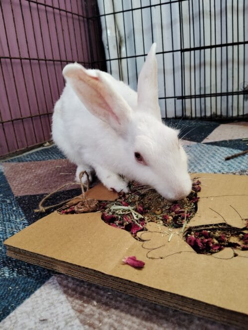 Bunny Grazing Tray – Foraging Fun & Enrichment