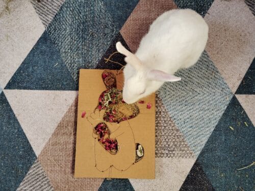Bunny Grazing Tray – Foraging Fun & Enrichment - Image 5