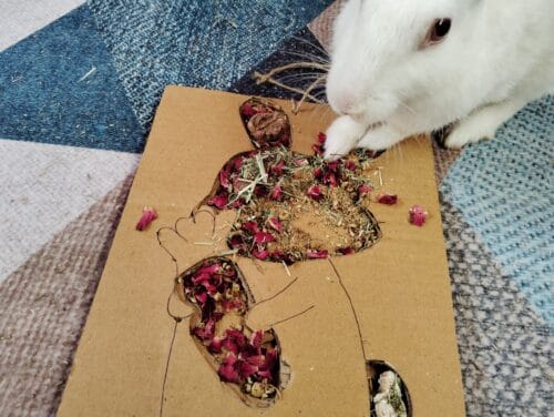 Bunny Grazing Tray – Foraging Fun & Enrichment - Image 4