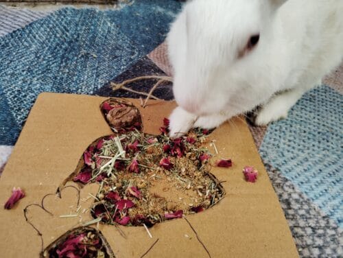 Bunny Grazing Tray – Foraging Fun & Enrichment - Image 2