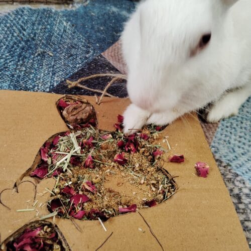 Bunny Grazing Tray – Foraging Fun & Enrichment