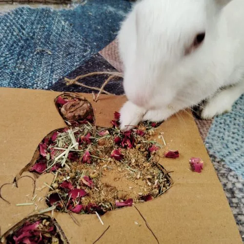 Bunny Grazing Tray – Foraging Fun & Enrichment