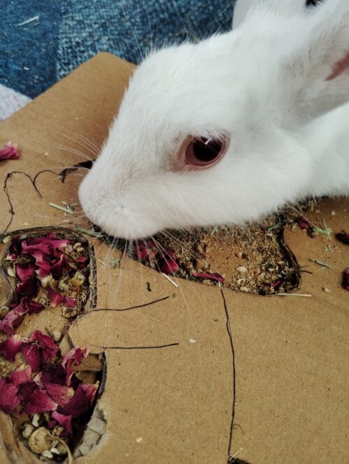Bunny Grazing Tray – Foraging Fun & Enrichment - Image 12