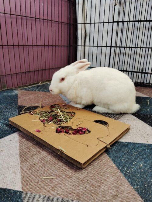 Bunny Grazing Tray – Foraging Fun & Enrichment - Image 3