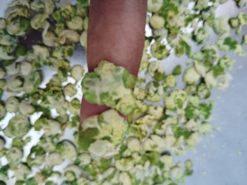Crunchy Pea flakes – 100% Natural - Image 6