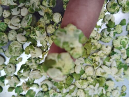 Crunchy Pea flakes – 100% Natural - Image 5