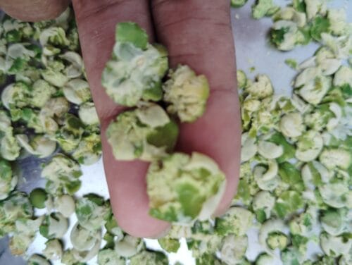 Crunchy Pea flakes – 100% Natural - Image 4