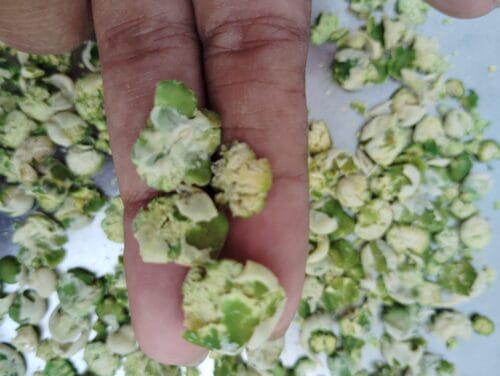 Crunchy Pea flakes – 100% Natural - Image 3